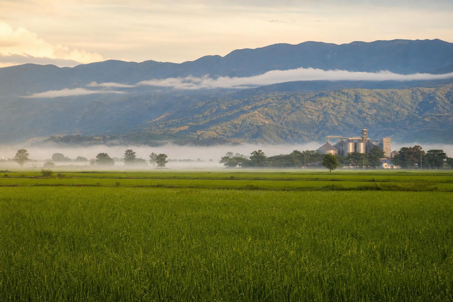 Campos de arroz del valle del Tolima con la cordillera andina al fondo, luz de mañana